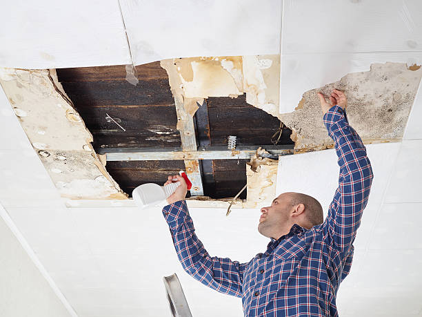 Best HVAC Mold Inspection and Cleaning  in Lisle, IL